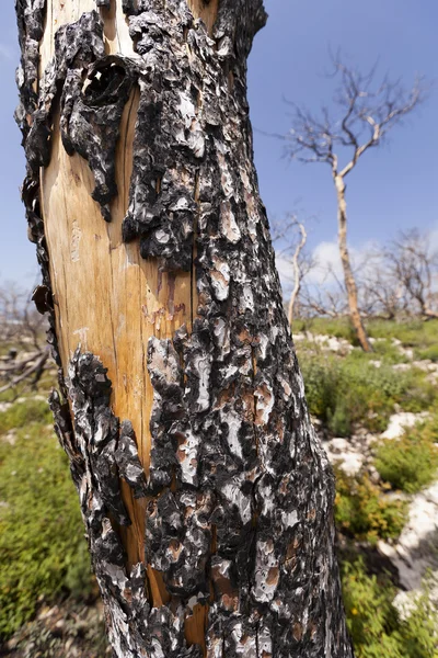 Kmen stromu spálené v přírodě — Stock fotografie