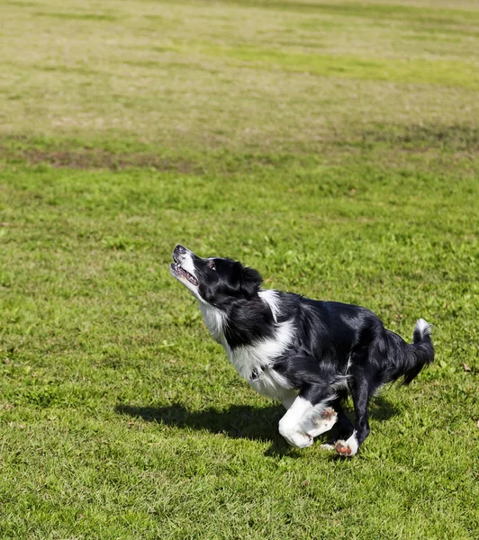 Border collie pies skacząc z zabawką w parku — Zdjęcie stockowe