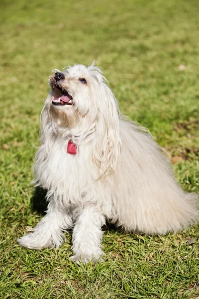 公園内のグッズ プードル犬の肖像画 — ストック写真