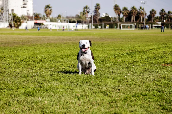 Feliz Pitbull no parque — Fotografia de Stock