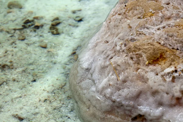 Salziger Fels am Ufer des toten Meeres — Stockfoto