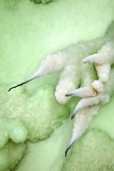 死海で枯れたブッシュ — ストック写真
