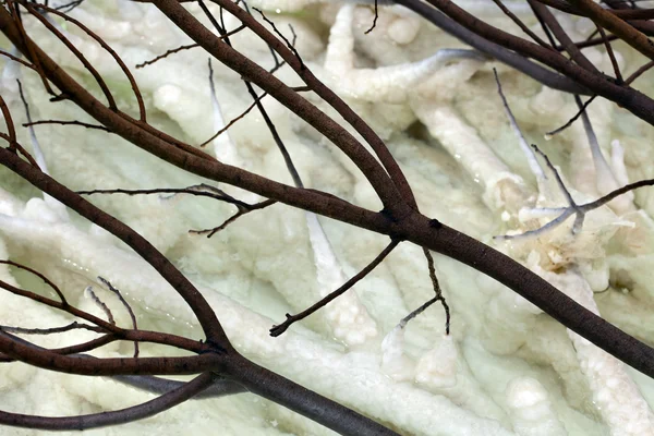 Solmuş Bush dalları ve tuz kümeleri — Stok fotoğraf