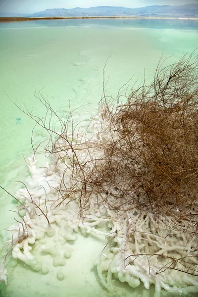 Verdorde bush in de dode zee — Stockfoto