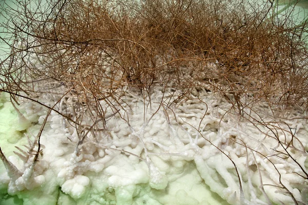 Withered Bush in Dead Sea — Stock Photo, Image