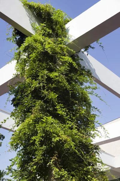 Reben auf Pergola — Stockfoto