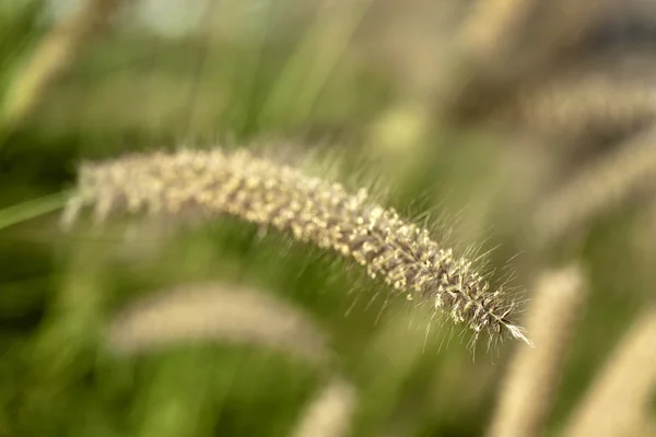 Foxtail fű makró — Stock Fotó