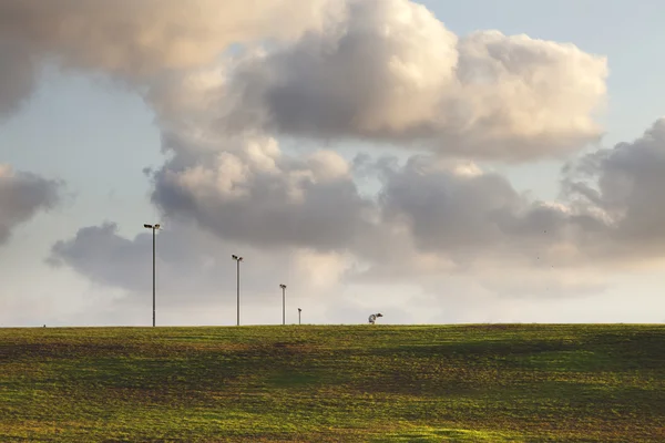 Plain Shotting on gras — Stock Photo, Image