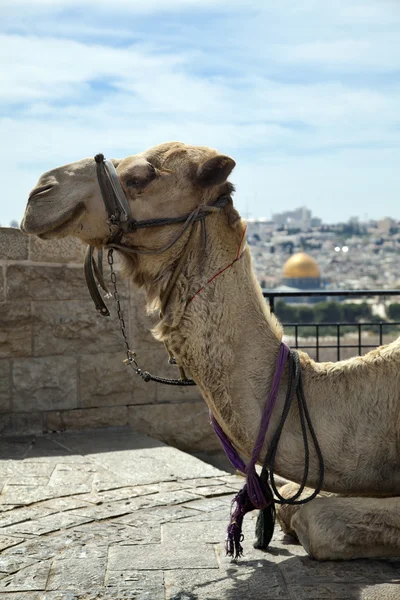 Camel & Dome of the Rock Stock Photo