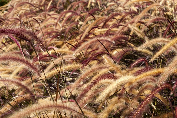 Field of Foxtail Grass — Stock Photo, Image