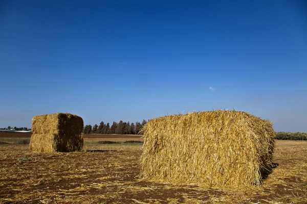 Balen hooi in een veld — Stockfoto