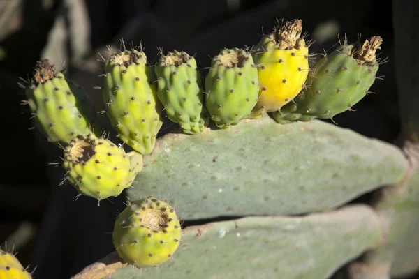 Fruta de pera espinosa —  Fotos de Stock