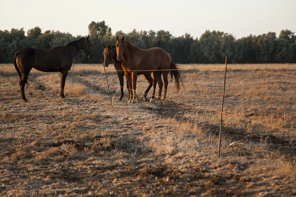 Paard verzamelen in een veld — Stockfoto