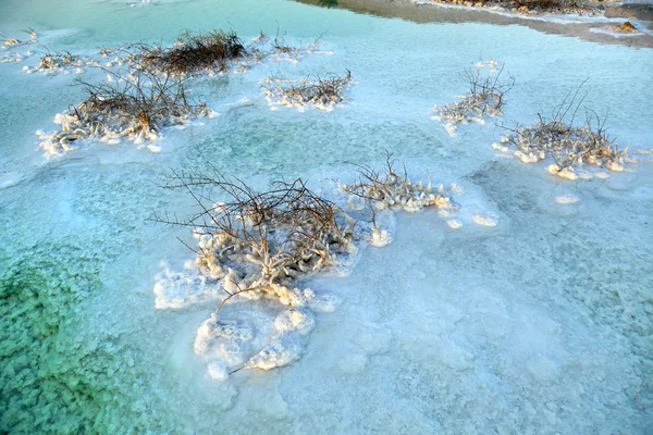 Dead Sea - Salt Covered Bushes at Dawn — Stock Photo, Image