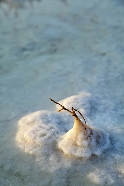 Ölü Deniz - tuz kök — Stok fotoğraf