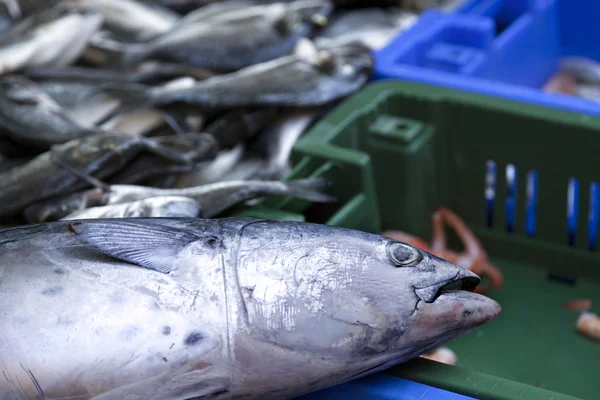 Salmon in the Market — Stock Photo, Image