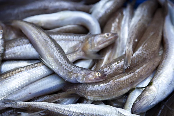 Pescado en venta — Foto de Stock