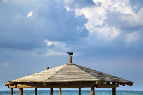 Kråka vid stranden — Stockfoto