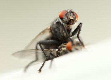 sinekler çiftleşme