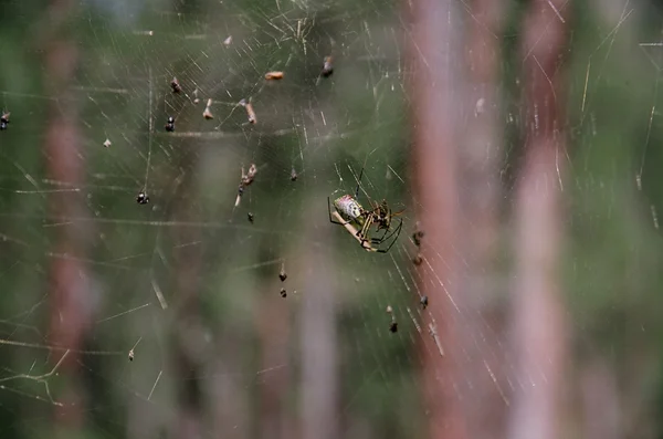 Araña en su red — Foto de Stock