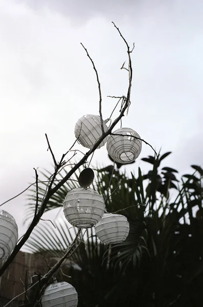 Lanternas de papel orientais em uma árvore — Fotografia de Stock