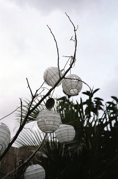 Oriental Paper Lanterns on a Tree