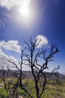Burnt Forest on a Hill