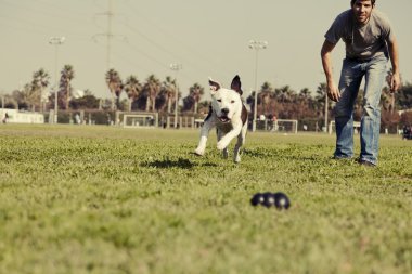 pitbull köpek çiğnemek oyuncak vintage sonra çalışan
