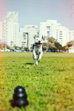 pitbull köpek oyuncak park çimenlerin üzerinde çalışan çapraz işlem