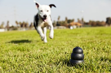 park çim - tek renkli köpek oyuncak için çalışan