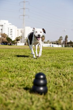 pitbull köpek çiğnemek oyuncak karşı parkta çalışan