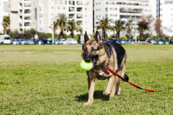 公園でテニス ・ ボールのジャーマン ・ シェパード犬 — ストック写真