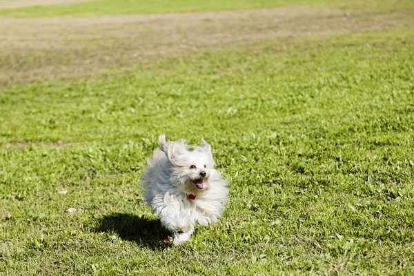 Juguete Poodle Corriendo en el Parque — Foto de Stock