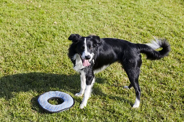 Border Collie Dog with Pet Toy on Lawn — Stock Photo, Image