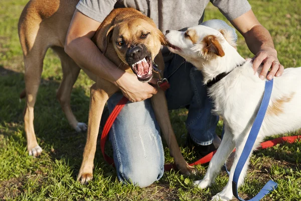 Iki köpek ve parkta oynarken eğitmen — Stok fotoğraf