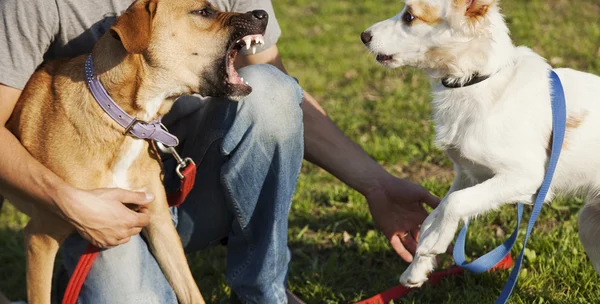 Deux chiens et entraîneur jouant dans le parc — Photo