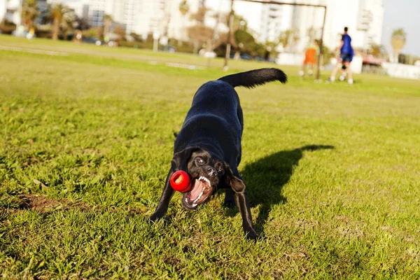 Labrador fetching hond chew toy in park — Stockfoto