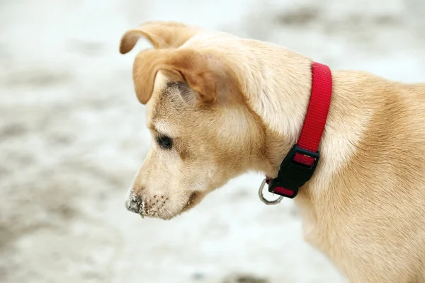 子犬プロファイルの肖像画 — ストック写真