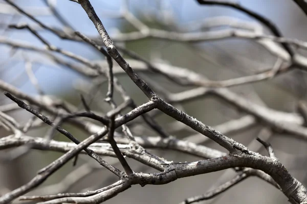 Dry Branches Abstract — Stock Photo, Image