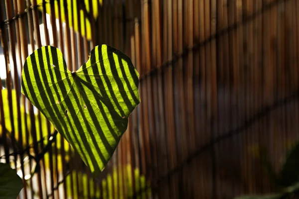 Afternoon Climber Plant — Stock Photo, Image