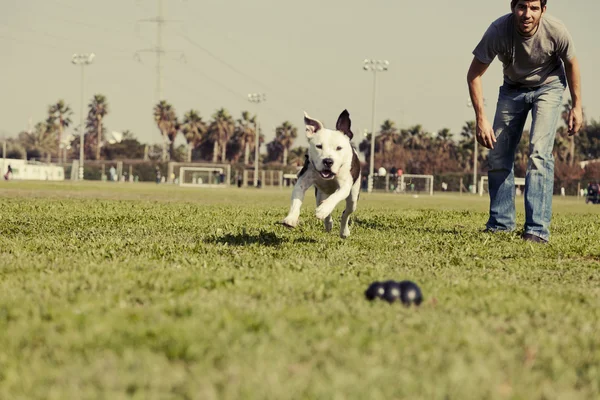 Pitbull rennt Hundekauspielzeug hinterher — Stockfoto