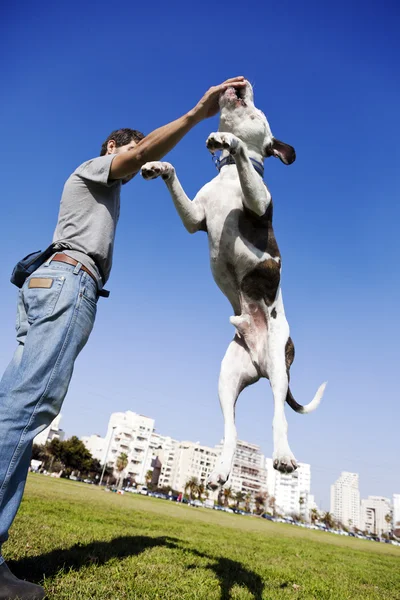 Hund som hoppar för mat — Stockfoto