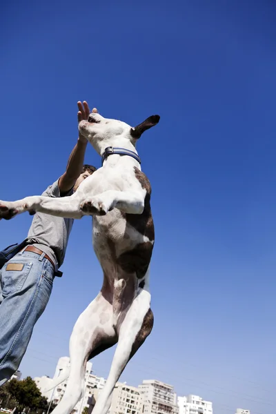 Salto del cane per il cibo — Foto Stock