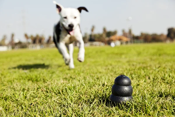 Courir au jouet pour chien sur l'herbe du parc - Monochrome — Photo