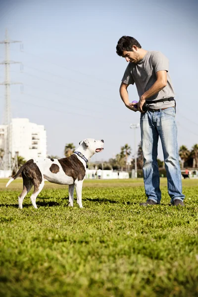 Pitbull and Dog Owner — Stock Photo, Image