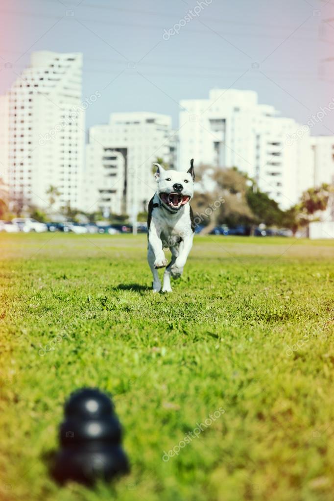 Pitbull Running to Dog Toy on Park Grass Cross Process