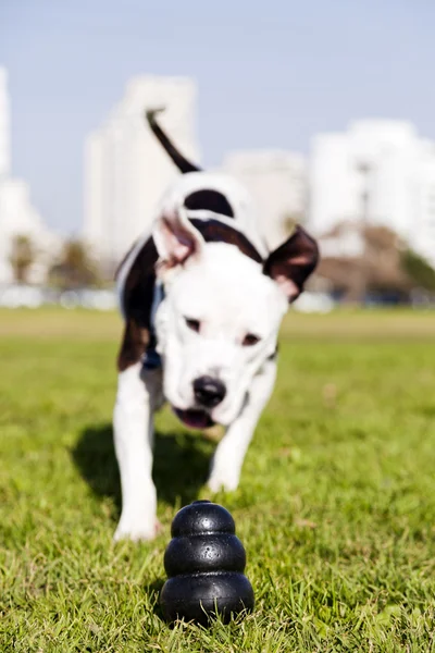 Pitbull rennt auf Parkwiese auf Hundespielzeug zu — Stockfoto