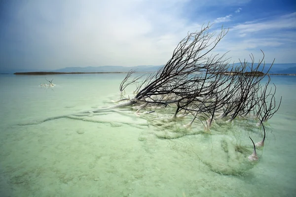 Martwe bush Morza Martwego — Zdjęcie stockowe