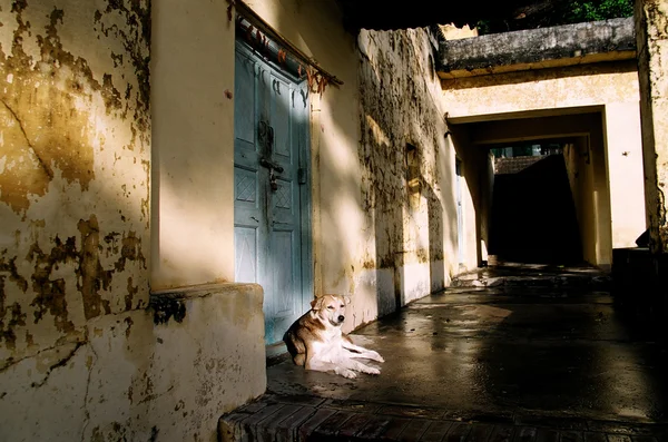 Preguiçoso cão descansando à tarde — Fotografia de Stock