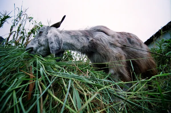 Mlaskání koza — Stock fotografie